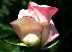 Róża w słońcu