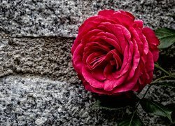 Róża z listkami na kamieniu