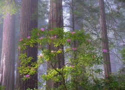 Różanecznik na tle drzew w Parku Narodowym Redwood