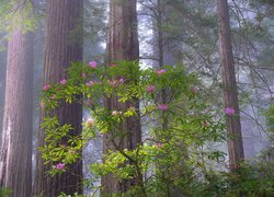 Park Narodowy Redwood, Las, Drzewa, Różanecznik, Kalifornia, Stany Zjednoczone