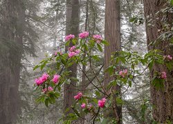 Las, Drzewa, Sekwoje, Kwitnący, Krzew, Kwiaty, Różanecznik, Park Narodowy Redwood, Kalifornia, Stany Zjednoczone