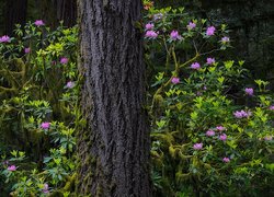 Różanecznik przy pniu drzewa w lesie