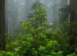 Stany Zjednoczone, Stan Kalifornia, Park Narodowy Redwood, Las, Drzewa, Mgła, Krzew, Różanecznik