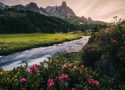 Różaneczniki na brzegu rwącej rzeki z widokiem na góry
