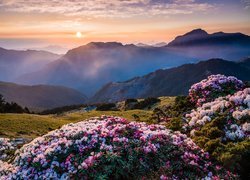 Różaneczniki na polanie i góry w blasku porannego słońca
