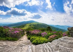 Szlak Appalachów, Szczyt Roan Mountain, Góry Appalachy, Stan Tennessee, Stany Zjednoczone, Skały, Różaneczniki