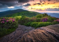 Różaneczniki na Szlaku Appalachów w stanie Tennessee