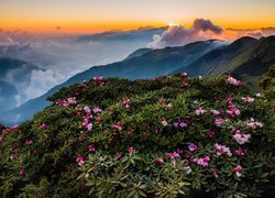 Różaneczniki na tle gór w tajwańskim Parku Narodowym Taroko