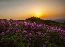 Różaneczniki na tle wschodu słońca nad górą Hwangmae w Korei Południowej