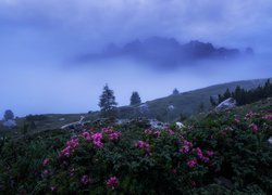 Różaneczniki na tle zamglonych gór w dolinie Val Gardena