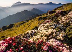Różaneczniki na wzgórzach z widokiem na zamglone szczyty gór