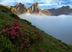 Różaneczniki na wzgórzu i mgła nad górską doliną