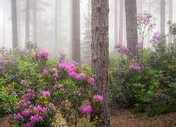 Las, Drzewa, Kwiaty, Różowe, Rododendrony, Mgła