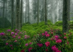 Las, Drzewa, Mgła, Krzewy, Kwiaty, Rododendrony, Różanecznik