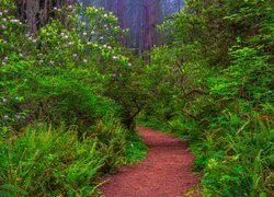 Różaneczniki pod sekwojami w Parku Narodowym Redwood w Kalifornii