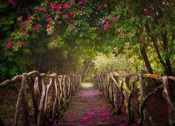 Różaneczniki przy ogrodzonej balustradą ścieżce