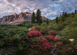 Różaneczniki w dolinie Val Gardena we Włoszech