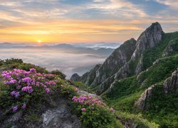 Różaneczniki w górach Jujaksan w Korei Południowej