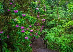 Stany Zjednoczone, Kalifornia, Park Narodowy Redwood, Różanecznik, Kwiaty, Krzewy, Mostek