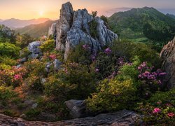 Różaneczniki wśród skał w górach