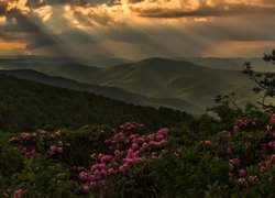 Różaneczniki z widokiem na Appalachy w Karolinie Północnej