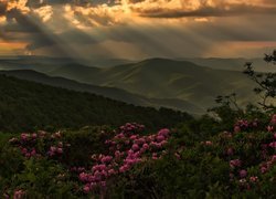 Stany Zjednoczone, Stan Karolina Północna, Góry Appalachy, Drzewa, Kwiaty, Różaneczniki, Chmury, Przebijające światło