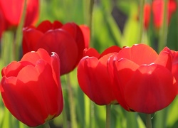 Rozchylone kielichy czerwonych tulipanów