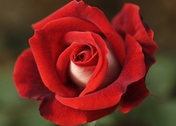 Rozchylone płatki czerwonej róży