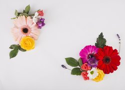 Kwiaty, Róże, Gerbery, Lawenda, Listki