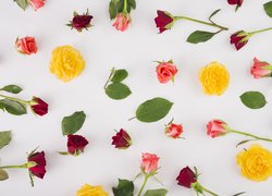 Kwiaty, Róże, Kolorowe, Pąki, Listki