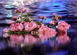 Róże odbijają się w wodzie