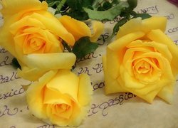 Róże położone na zapisanej kartce