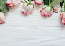 Róże ułożone na białych deskach