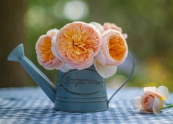 Róże w konewce na stole