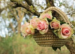 Róże w koszyku na drzewie