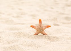 Rozgwiazda w piasku na plaży