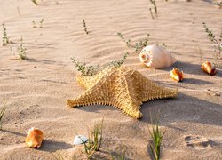 Rozgwiazda z muszelkami i roślinkami na piasku