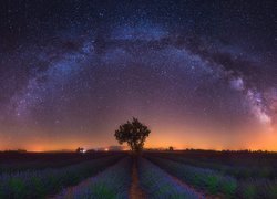 Rozgwieżdżone niebo nad polem lawendy