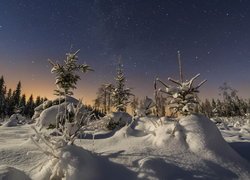 Rozgwieżdżone niebo nad zasypanymi śniegiem drzewami