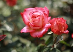 Rozkwinięta róża z pąkiem