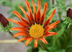 Rozkwitająca gazania