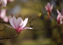Rozkwitająca magnolia na rozmytym tle