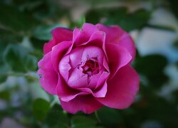 Rozkwitająca różowa róża