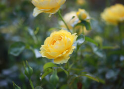 Żółta, Rozkwitająca, Róża, Kwiat