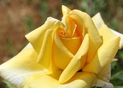 Żółta, Róża, Płatki, Zbliżenie