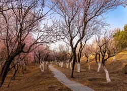 Wiosna, Drzewa owocowe, Ścieżka, Park