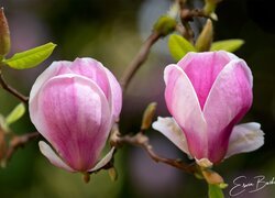 Magnolia, Gałązka, Różowe, Kwiaty, Listki