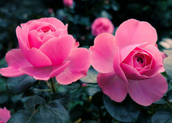 Rozkwitające dwie różowe róże