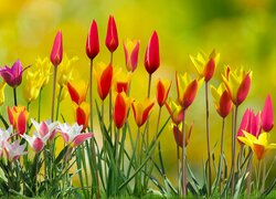Rozkwitające dwukolorowe tulipany