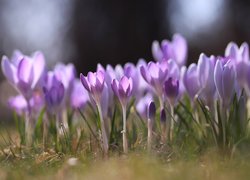 Wiosenne, Jasnofioletowe, Krokusy, Kwiaty